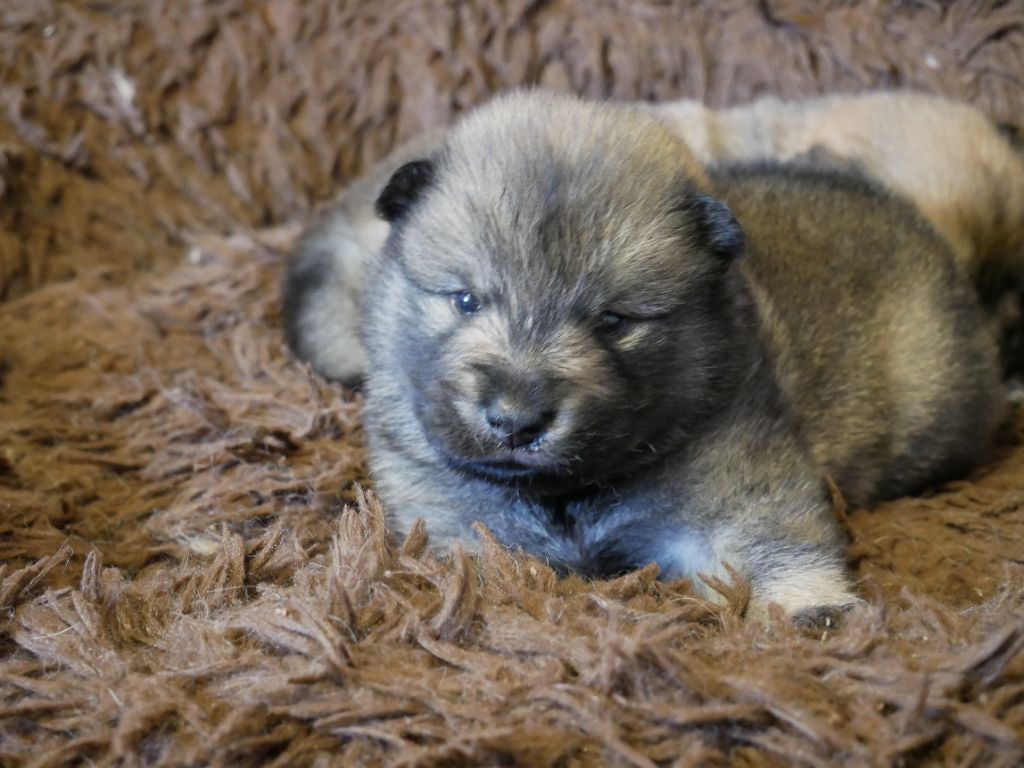 chiot Eurasier Des Héritiers De Vell