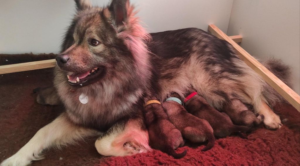 chiot Eurasier Des Héritiers De Vell