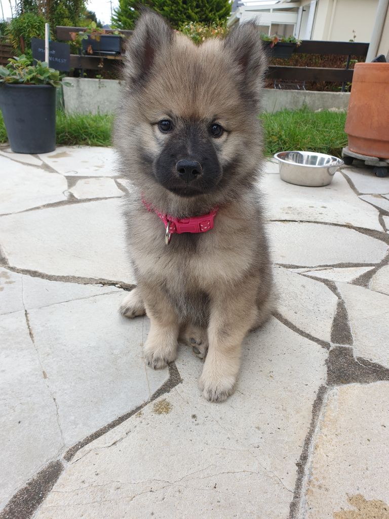 Phylavell chiot
